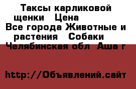 Таксы карликовой щенки › Цена ­ 20 000 - Все города Животные и растения » Собаки   . Челябинская обл.,Аша г.